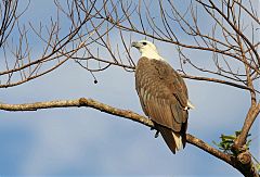 White-bellied Sea-Eagle